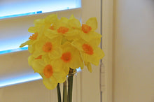 Touch of Spring Daffodil Forever Flowers