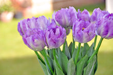 'Purple Flush' Tulip Silk Forever Flowers